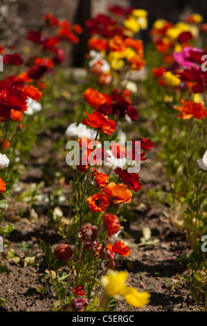 Bett aus gemischten bunten Ranunculus in voller Blüte Stockfoto