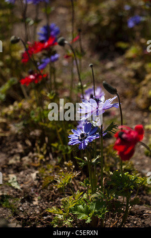 Gemischte Anemone Coronaria, 'St. Brigid', Garten-Anemonen blühen Stockfoto