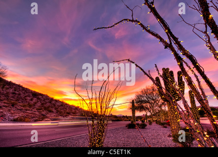 Diese riesigen Saguaro-Kaktus bedeckt gewesen in Weihnachtsbeleuchtung für die Weihnachtszeit in Phoenix, AZ Stockfoto