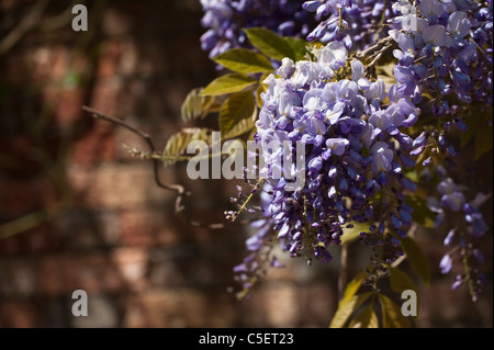 Glyzinien in voller Blüte im Frühjahr Stockfoto