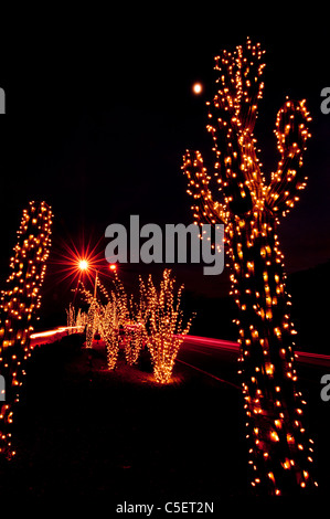 Diese riesigen Saguaro-Kaktus bedeckt gewesen in Weihnachtsbeleuchtung für die Weihnachtszeit in Phoenix, AZ Stockfoto