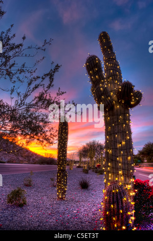 Diese riesigen Saguaro-Kaktus bedeckt gewesen in Weihnachtsbeleuchtung für die Weihnachtszeit in Phoenix, AZ Stockfoto