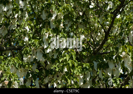 Taube oder Taschentuch Baum, Davidia involucrata Stockfoto