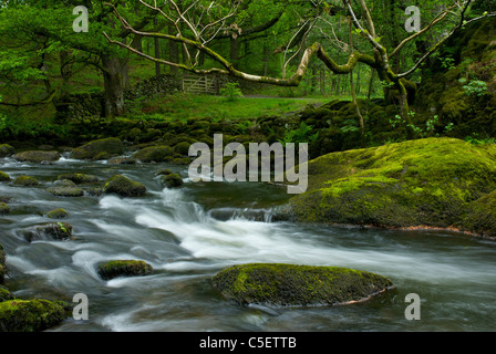 Fluß Rothay, zwischen den Seen von Grasmere und Rydal Wasser, Nationalpark Lake District, Cumbria, England UK Stockfoto