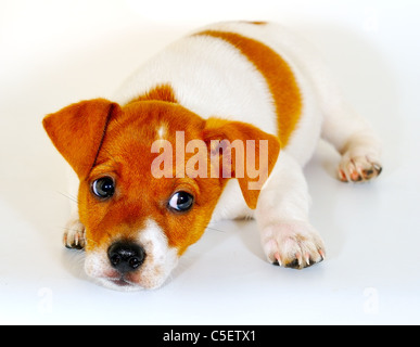 Ein kleiner Welpe Aussehen gegenüber dem Eigentümer Stockfoto