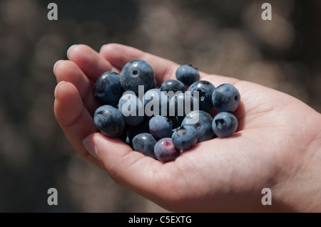 Frau handverlesene frisch halten Heidelbeeren Stockfoto