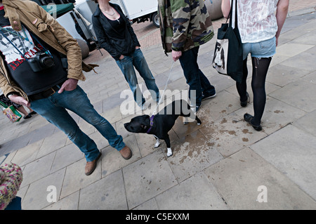 Staffordshire Bull Terrier Hund mit Gruppe stand in der Straße Stockfoto