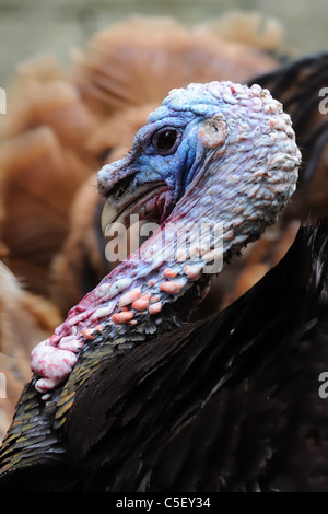 Bunte Türkei Kopf und Hals. Stockfoto