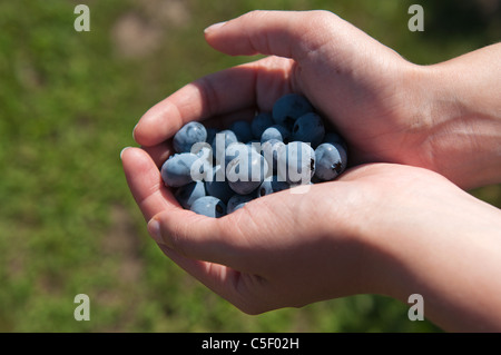 Frau handverlesene frisch halten Heidelbeeren Stockfoto