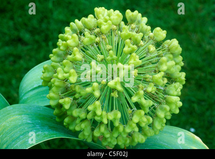 Allium Karataviense 'Ivory Queen', Kopf Alliums Samenköpfe Samen Garten Pflanzen Stockfoto