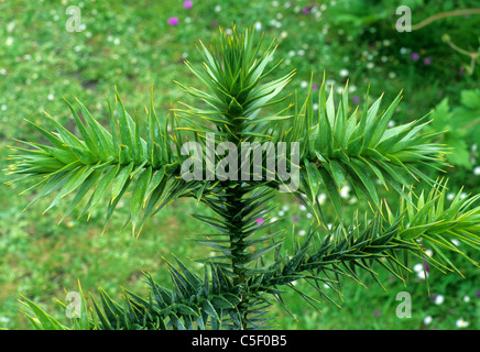 Araucaria Araucana, Monkey Puzzle Araukarien Rätsel Immergrün immergrüne Baum Bäume Gartenpflanze Pflanzen Nadelbaum Nadelbäume Kiefer Stockfoto