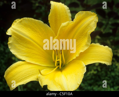 Hemerocallis "Big Bird" Taglilien Daylillies Taglilie Lillies gelbe Blume Blumen Garten Pflanzen Stockfoto