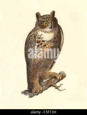 Die große Fledermaus, Gejohle Eule, Tiger Owl (Bubo virginianus) vintage Vogel Lithographie, James De Kay, Zoologie von New York oder die NY Fauna Teil II Vögel Stockfoto