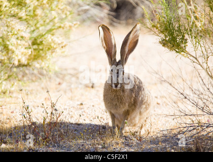 Ein schwarz-angebundene Jackrabbit (Lepus Californicus) - Mojave-Wüste, Kalifornien USA Stockfoto