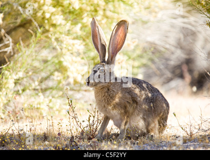 Ein schwarz-angebundene Jackrabbit (Lepus Californicus) - Mojave-Wüste, Kalifornien USA Stockfoto