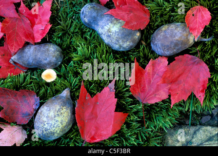 Amerikanische Paw Paw, Asimina Triloba, eine Frucht, dass einige sagen, schmeckt wie Pudding auf dem Rasen mit rot-Ahorn Blätter Stockfoto