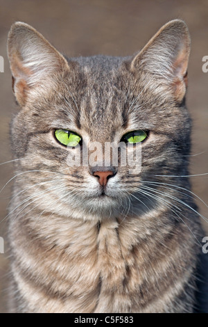 Starren Katze mit grünen Augen Stockfoto