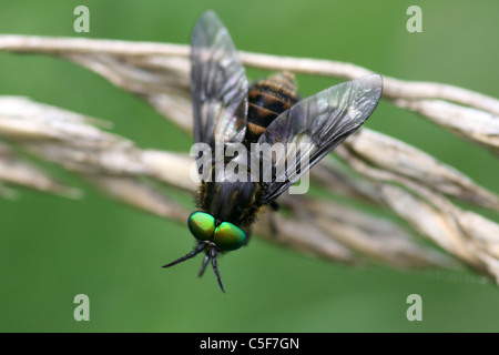 Twin-gelappten Deerfly Chrysops Relictus, Lincolnshire, UK Stockfoto