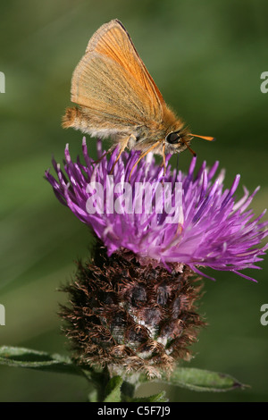 Kleine Skipper Thymelicus Sylvestris thront auf Flockenblume Blüte, Lincolnshire, UK Stockfoto