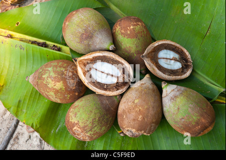 Aldeia Baú, Para, Brasilien. Babassu Nüssen aufschneiden, den Kernel zu zeigen. Stockfoto