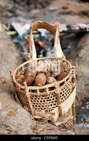 Aldeia Baú, Para, Brasilien. Babassu Nüssen in eine Fahrradtasche. Stockfoto