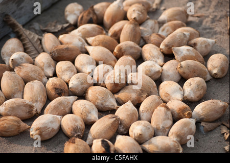 Aldeia Baú, Para, Brasilien. Babassu Nüssen trocknen in der Sonne. Stockfoto