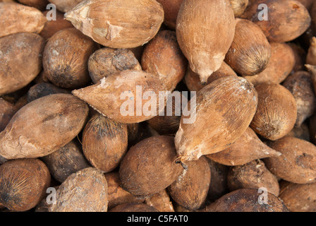 Aldeia Baú, Para, Brasilien. Babassu Nüssen trocknen in der Sonne. Stockfoto