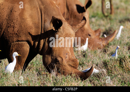 Breitmaulnashorn (Ceratotherium Simum). Kenia Stockfoto