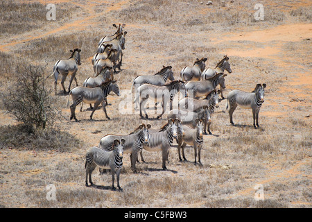 Luftaufnahme des Grevy Zebra (Equus Grevyi) in Kenia Stockfoto