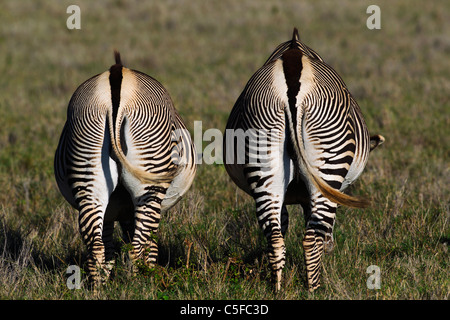 GREVY Zebra (Equus Grevyi). Kenia Stockfoto