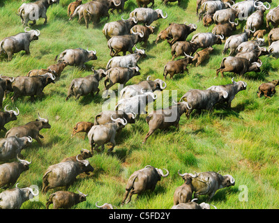 Luftaufnahme der Kaffernbüffel (Syncerus Caffer) in Kenia. Stockfoto