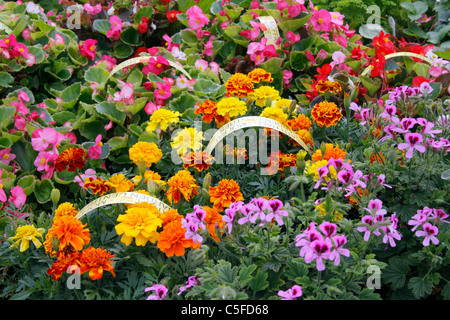 Beetpflanzen im Gartencenter Stockfoto