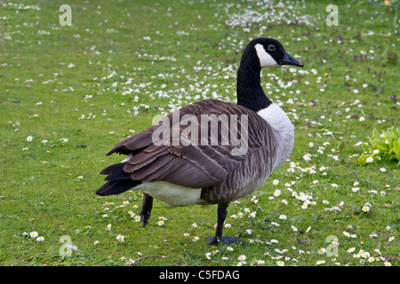Kanada-Gans zeigt, wie lange er auf einem Bein zu balancieren Stockfoto