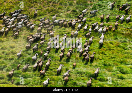 Luftaufnahme der Kaffernbüffel (Syncerus Caffer) in Kenia. Stockfoto