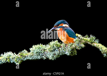 Weiblicher Eisvogel auf Ast Stockfoto