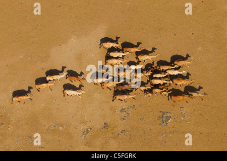 Luftaufnahme von Kamelen (Camelus Dromedarius) in der Chalbi Wüste. Kenia Stockfoto