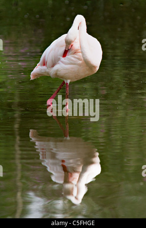 Einzigen Flamingo in Wasser mit Reflexion Stockfoto