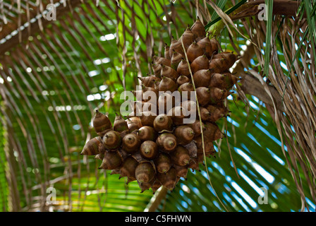 Aldeia Baú, Para, Brasilien. Haufen von Babassu Nüssen auf dem Baum. Stockfoto