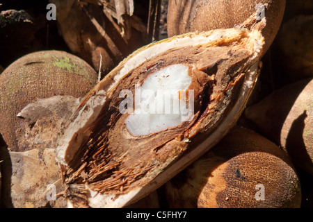 Aldeia Baú, Para, Brasilien. Babassu-Nuss aufgebrochen, das Fruchtfleisch zu zeigen. Stockfoto