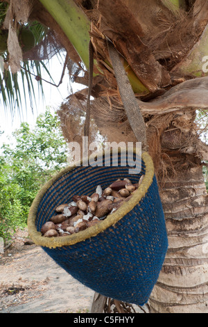 Aldeia Baú, Para, Brasilien. Babassu Nüssen in einem Korb. Stockfoto