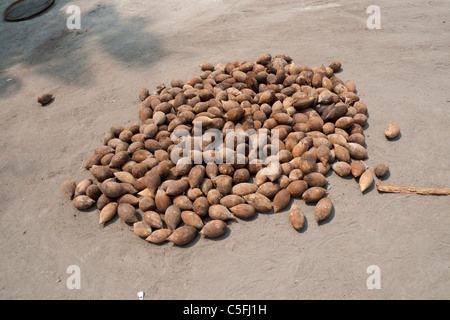 Aldeia Baú, Para, Brasilien. Babassu Nüssen trocknen in der Sonne. Stockfoto