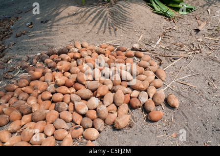 Aldeia Baú, Para, Brasilien. Babassu Nüssen trocknen in der Sonne. Stockfoto