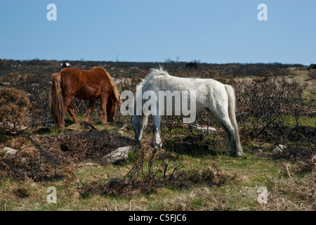 Eine totale Landschaft zwei Dartmoor-Ponys grasen unter den verbrannten Heidekraut und Ginster. Stockfoto