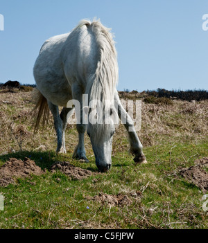 Eine Ganzkörper-Aufnahme eines weißen Dartmoor-Ponys Weiden auf Frühjahr Rasen. Stockfoto