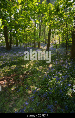 Eine vertikale Aufnahme eine englische Bluebell Holz mit einem Weg durch die Bäume schlängelt. Stockfoto