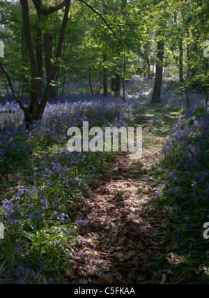 eine vertikale Aufnahme eines Pfades durch eine englische Bluebell-Wald. Stockfoto