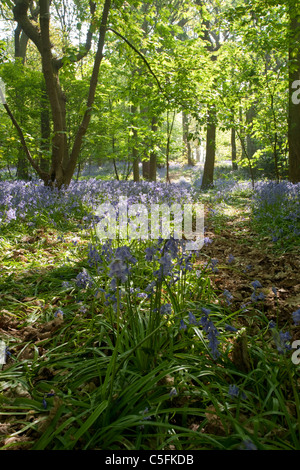 Eine vertikale totale eine englische Bluebell Waldgebiet mit gefleckten Sonnenlicht Stockfoto