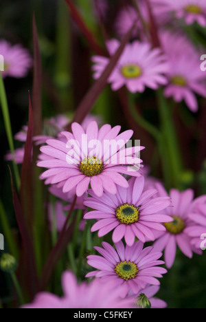 IMPERATA CYLINDRICA 'RED BARON', OSTEOSPERMUM JUNCUNDUS Stockfoto