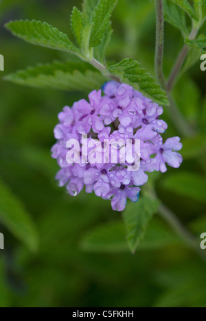 EISENKRAUT "LA FRANCE" Stockfoto