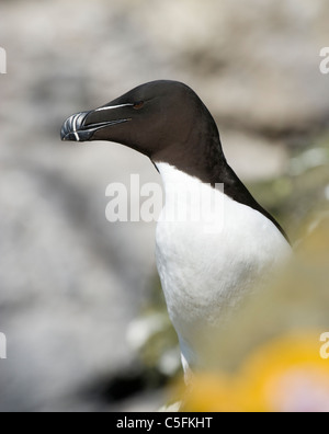 Tordalk, Alca Torda. Schottland, Großbritannien. Stockfoto